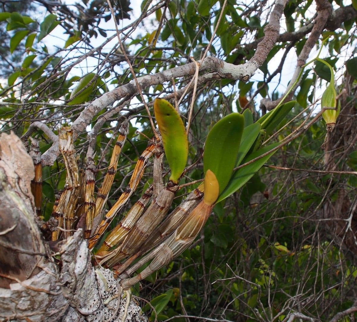 Dendrobium 9