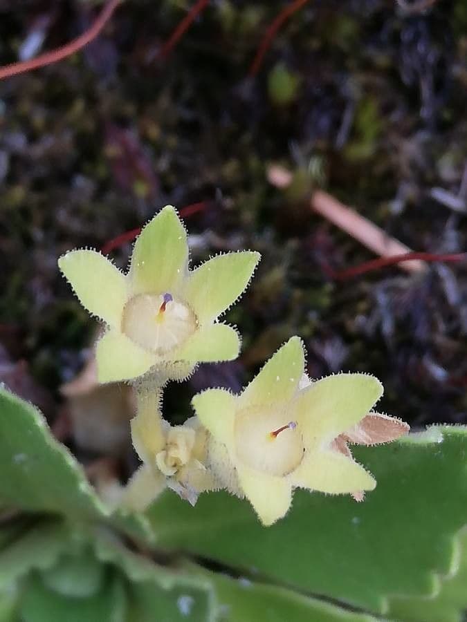 Primula hirsuta 5