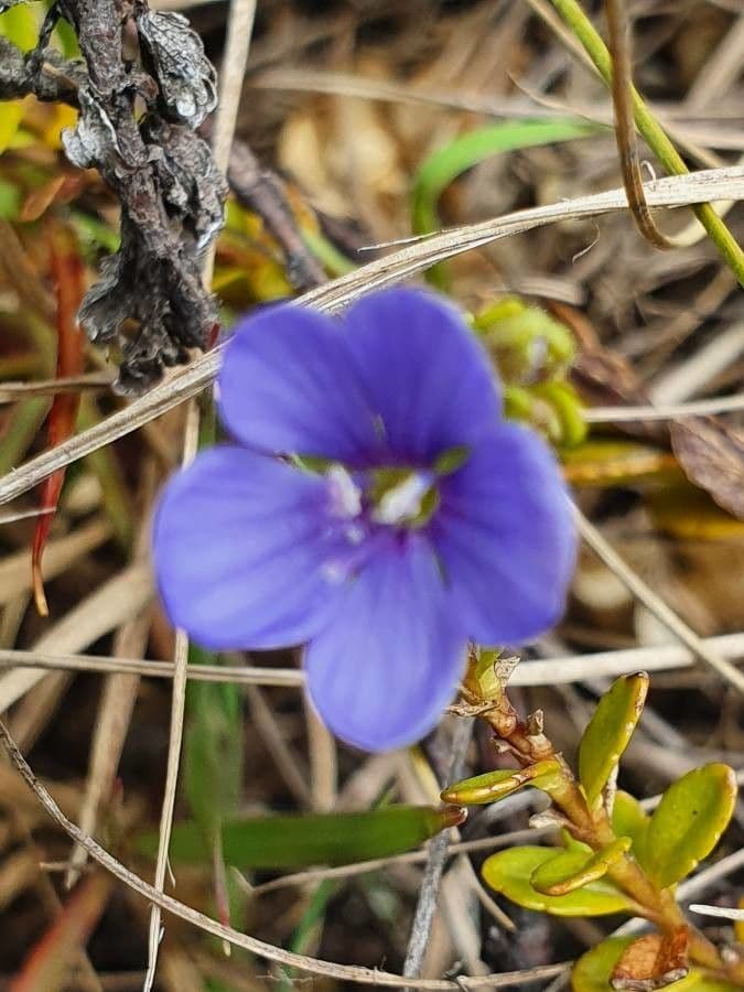 Veronica