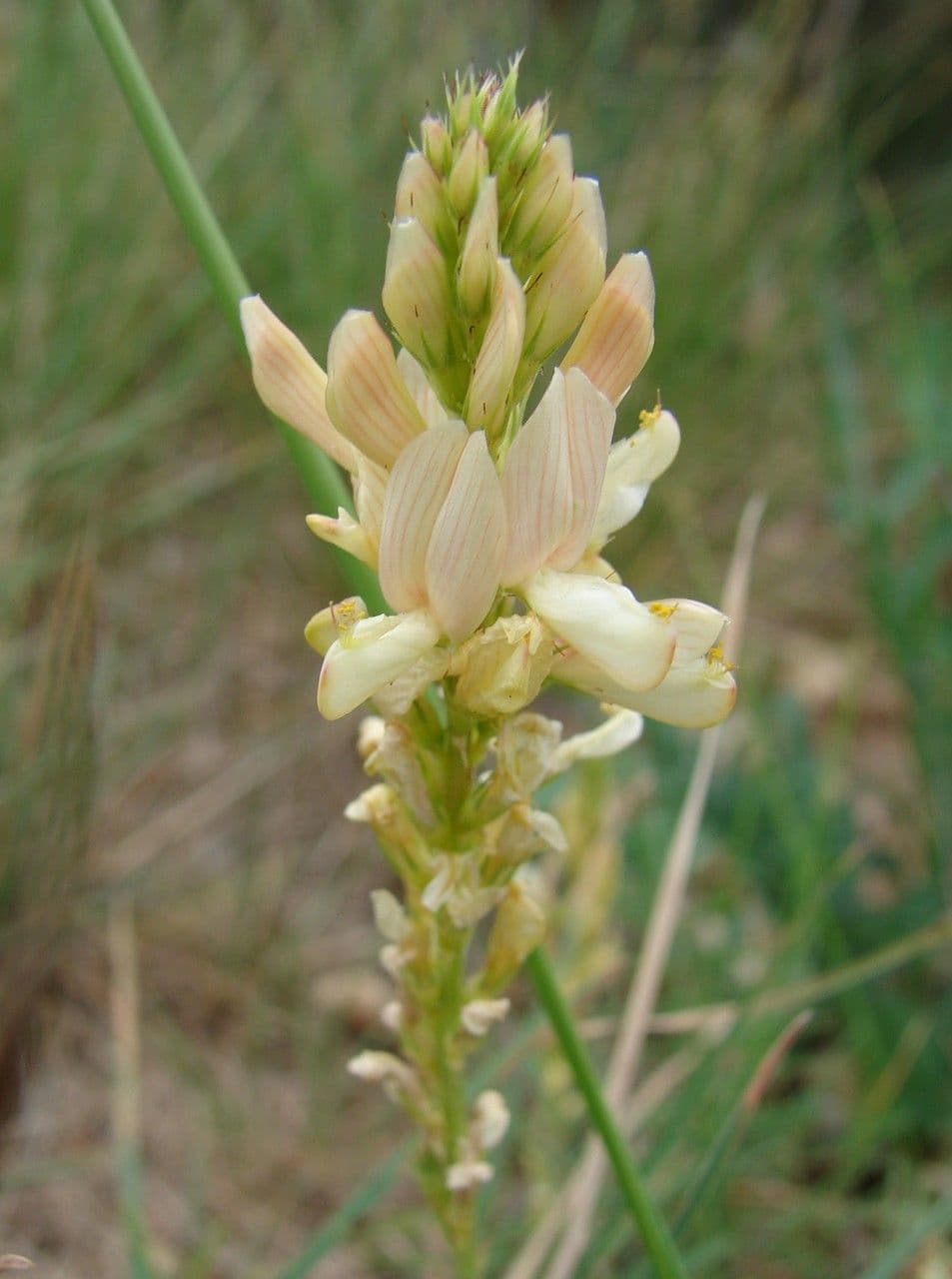 Serradella 8