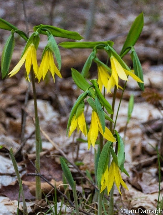 Uvularia grandiflora 7
