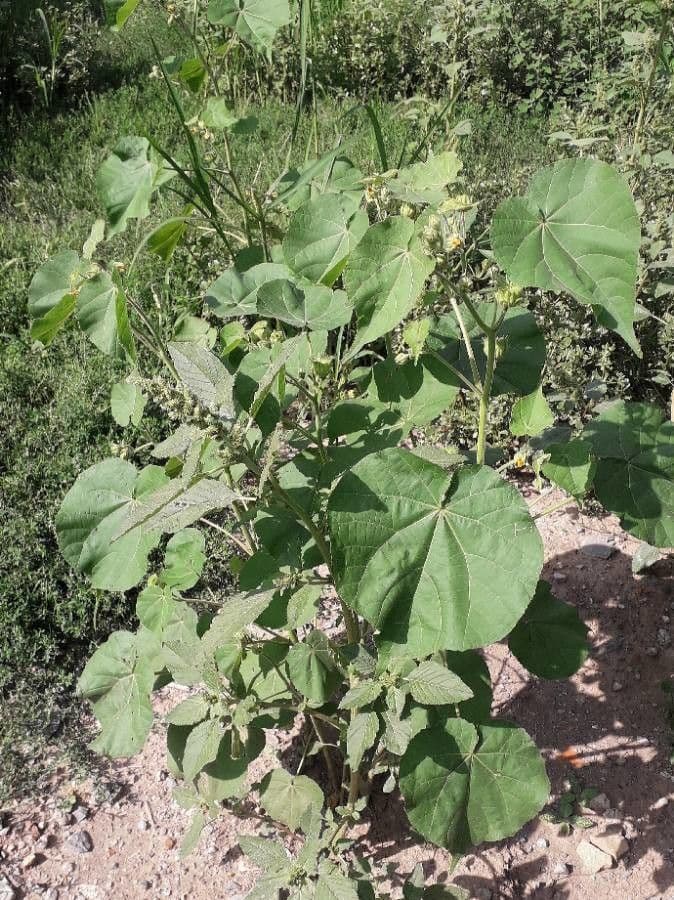 Abutilon di Teofrasto 14