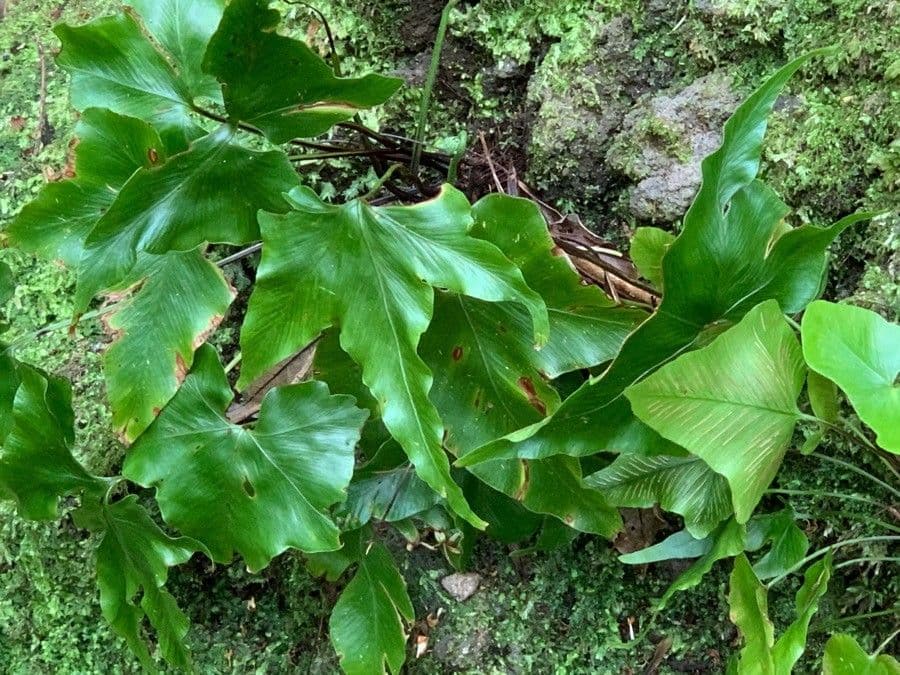 Asplenium hemionitis 13