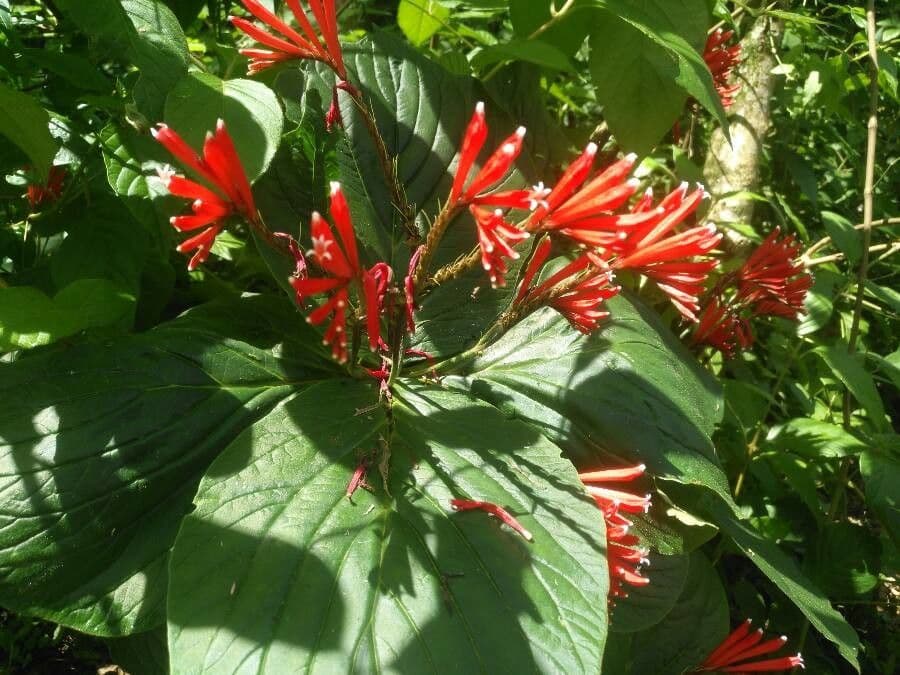 Spigelia 2