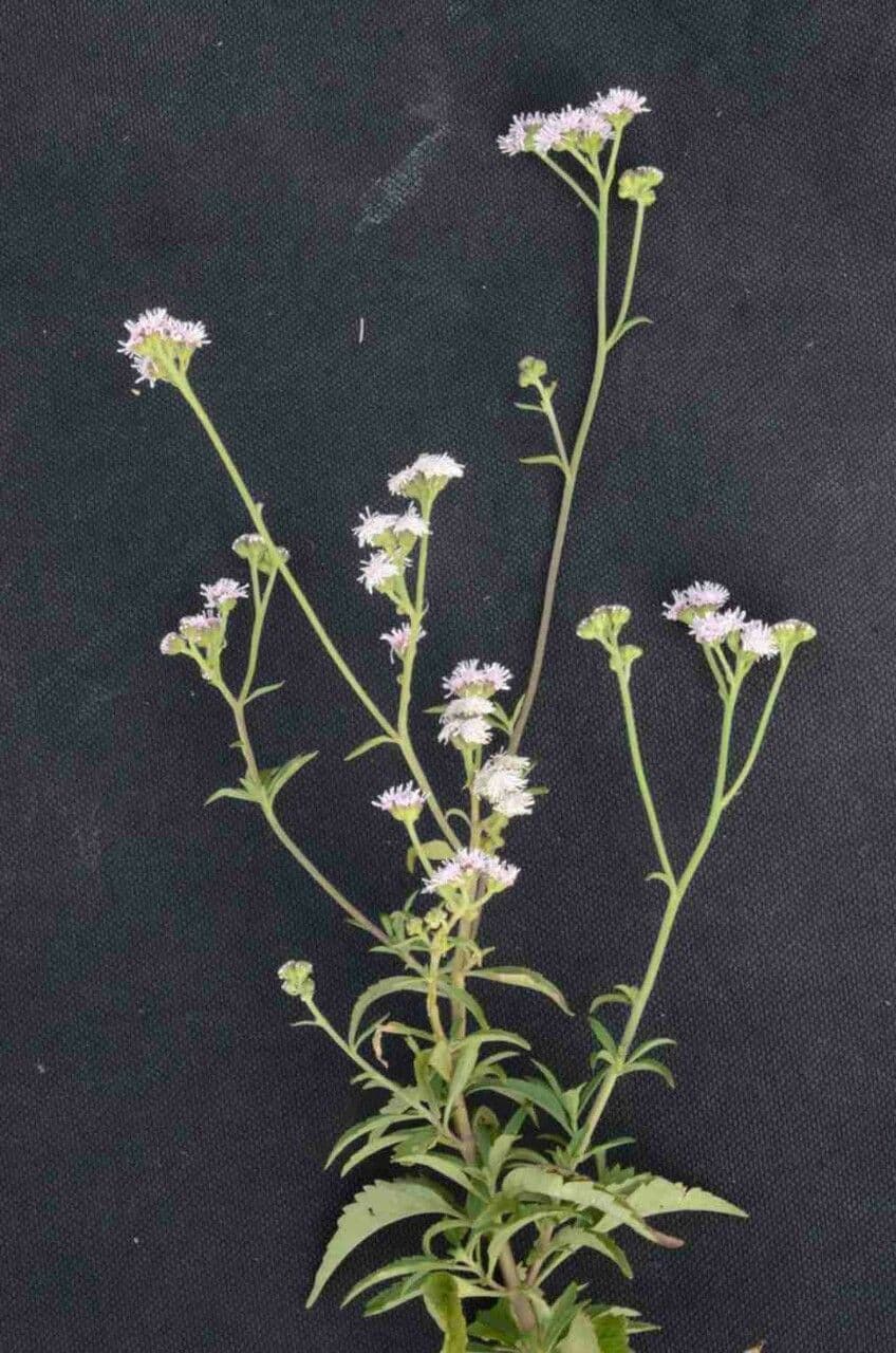 Ageratum 2