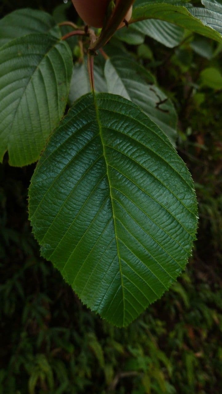 Ontano Acuminato 9