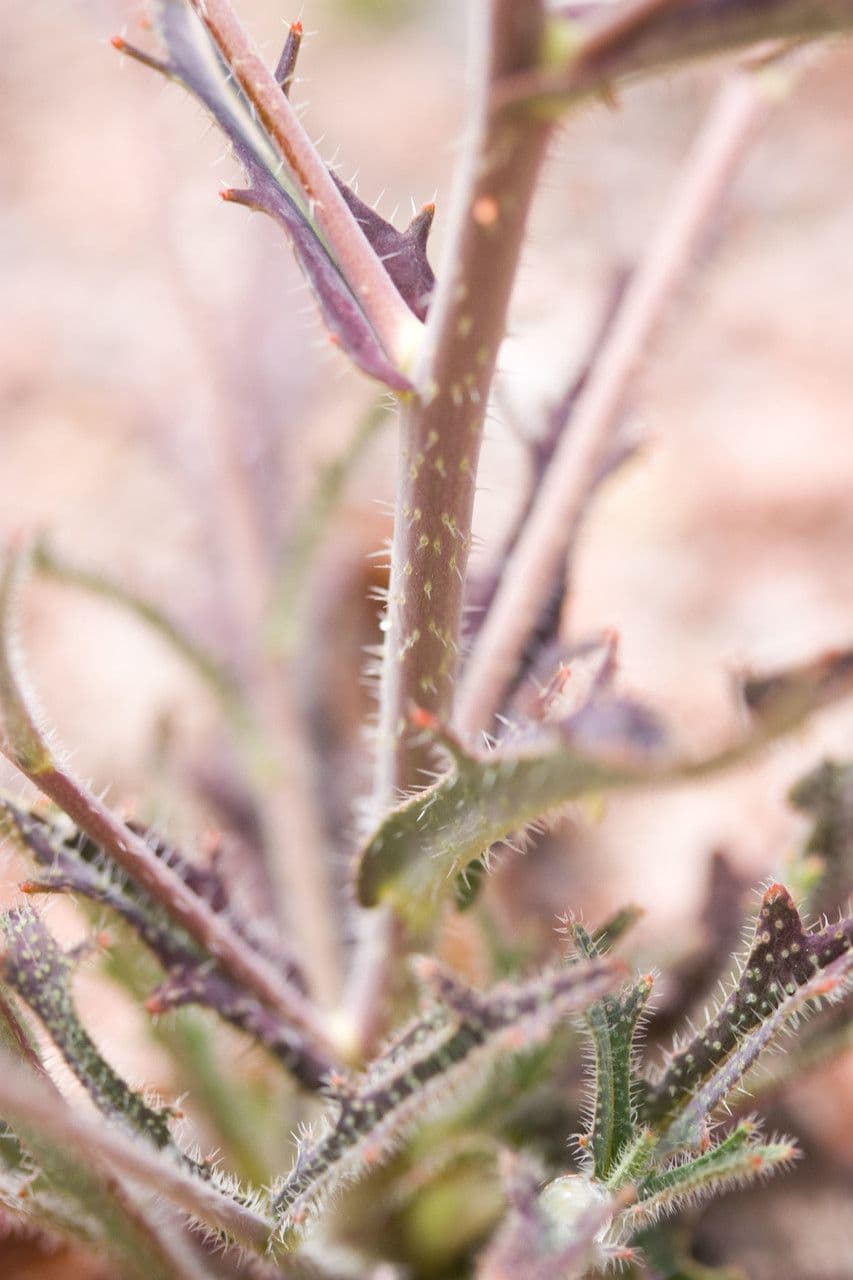 Streptanthus 16