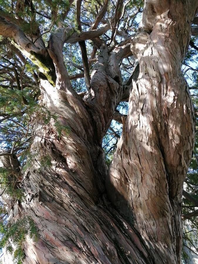Blauer Eukalyptus 25