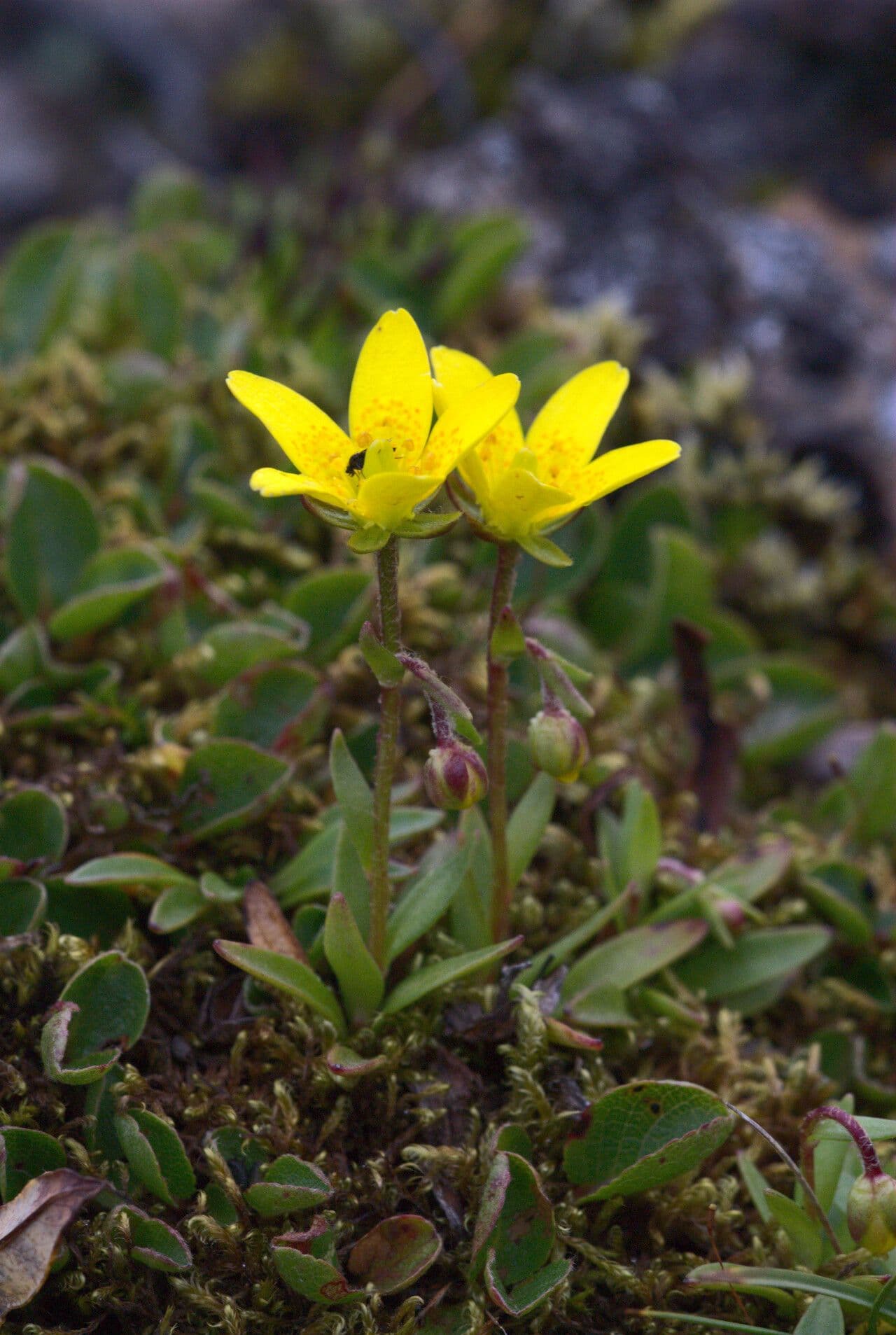 Sassifraga hirculus 6