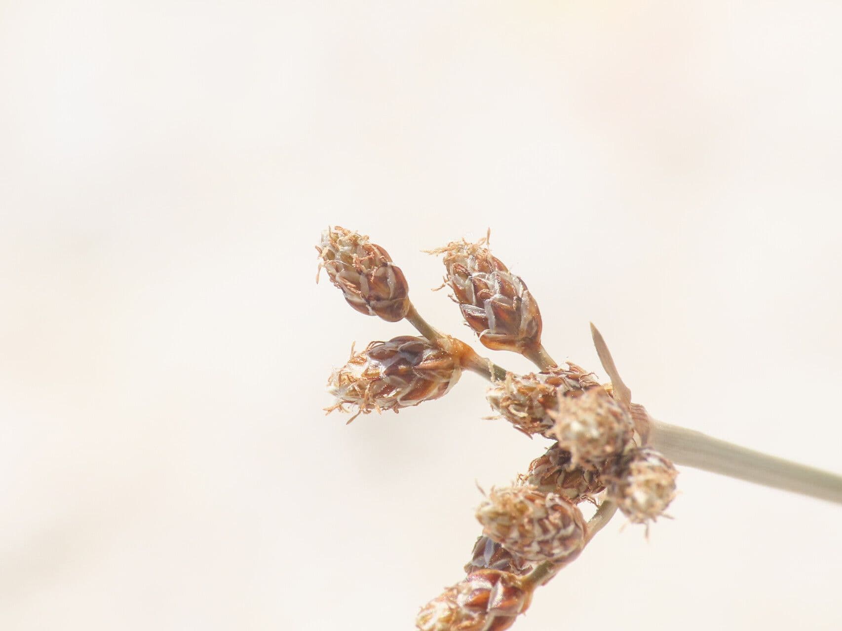 Fimbristylis cymosa 2