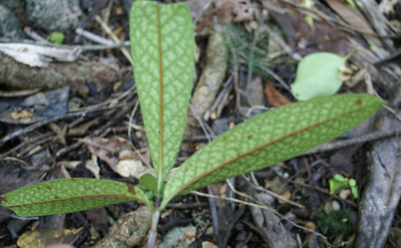 Coptosperma borbonicum 11