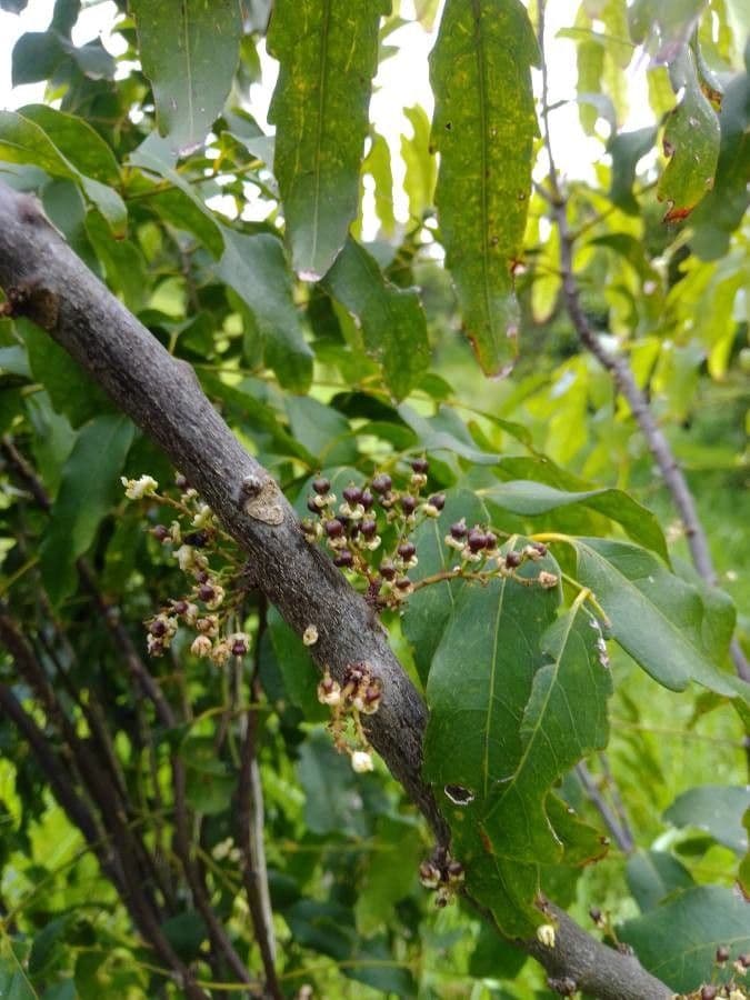 Lepidocupania