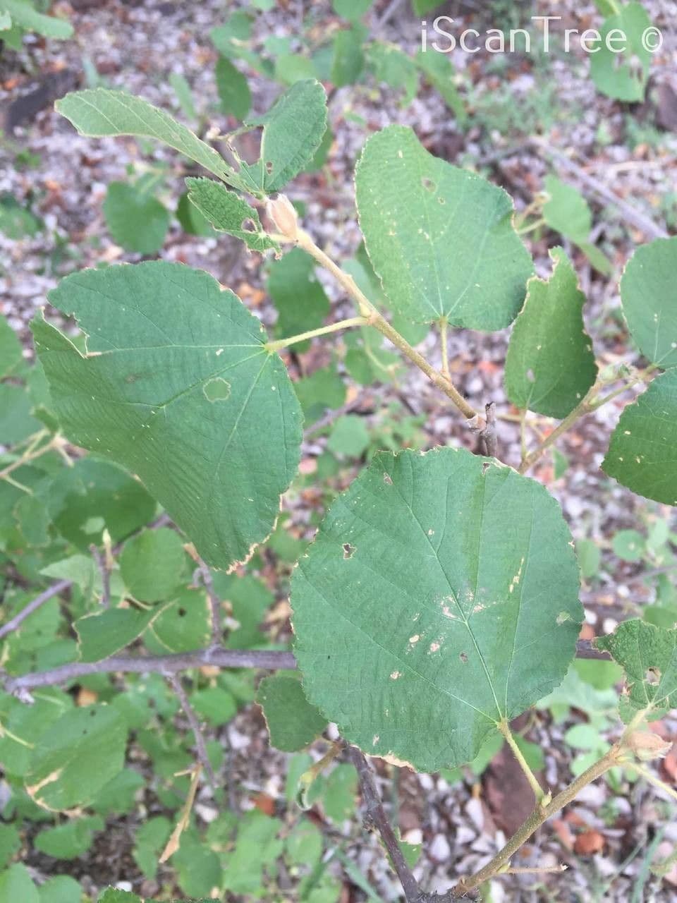 Grewia 9