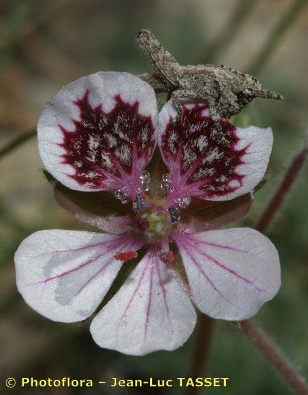 Rozestla 6
