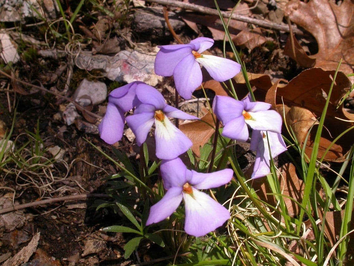 Viola pedata 6