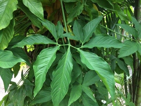 Syngonium 16
