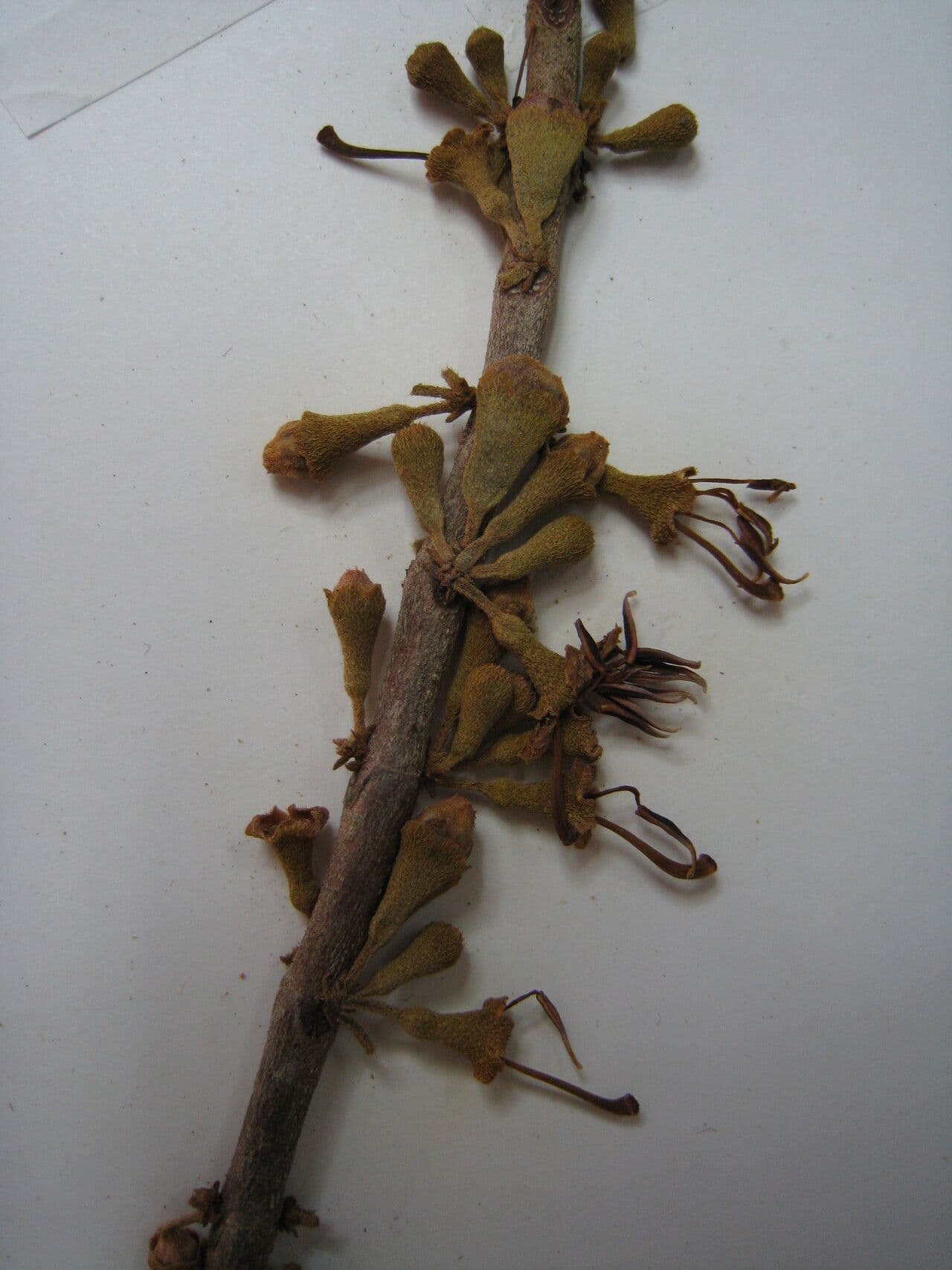 Henriettea ramiflora