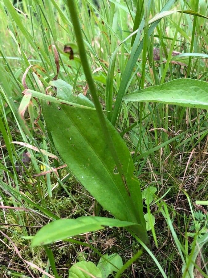 Platantera verdastra 18