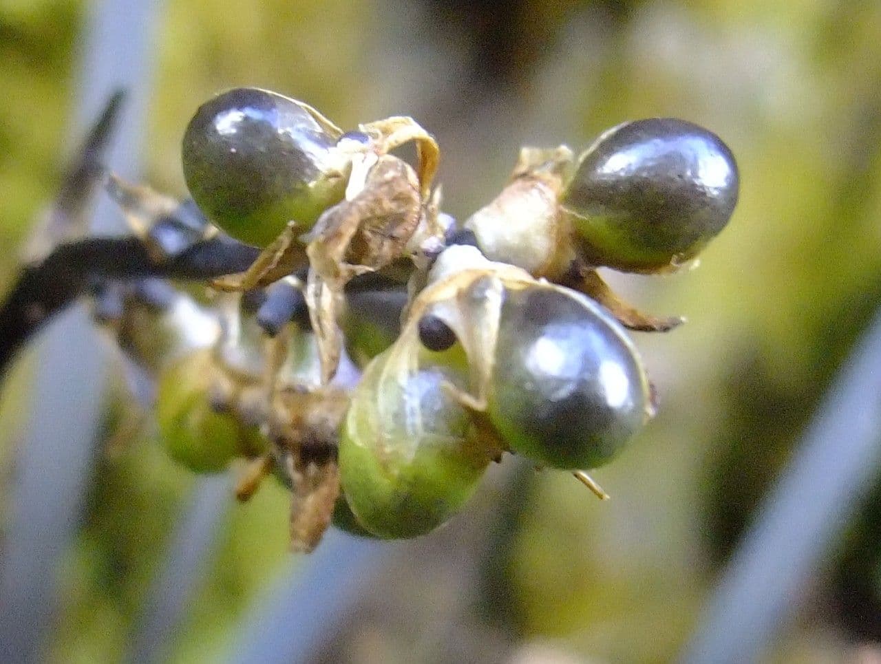 Schwarzer Schlangenbart 5