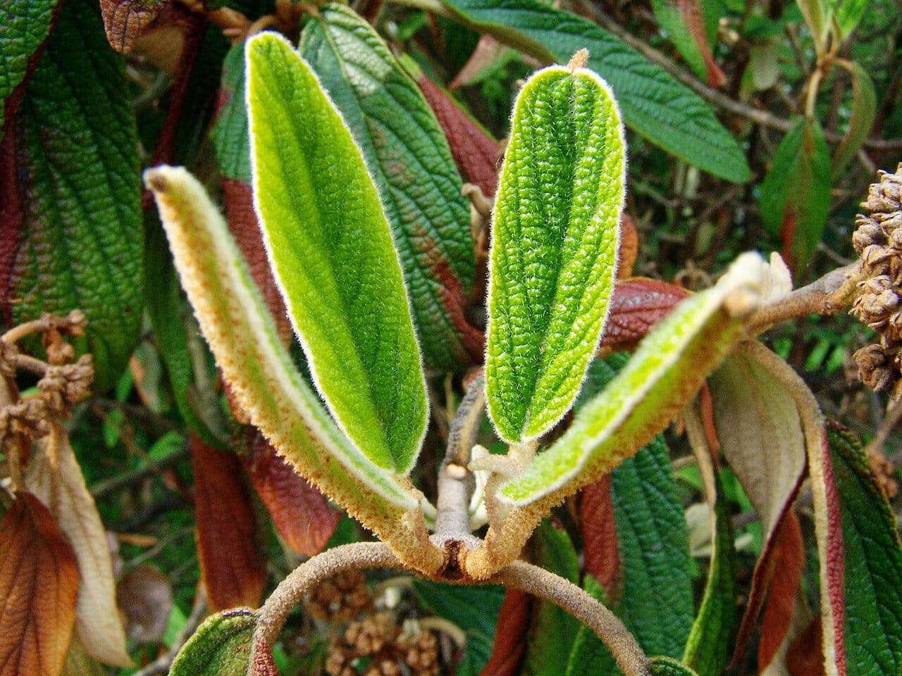 Buddlejaleaf viburnum 11