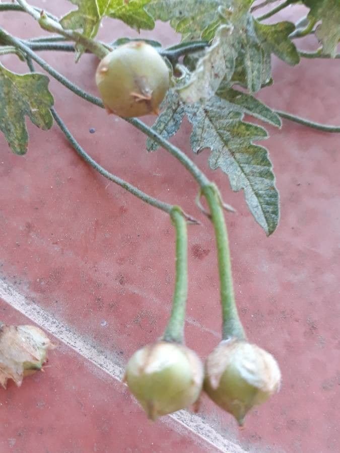 Vilucchio turco 3