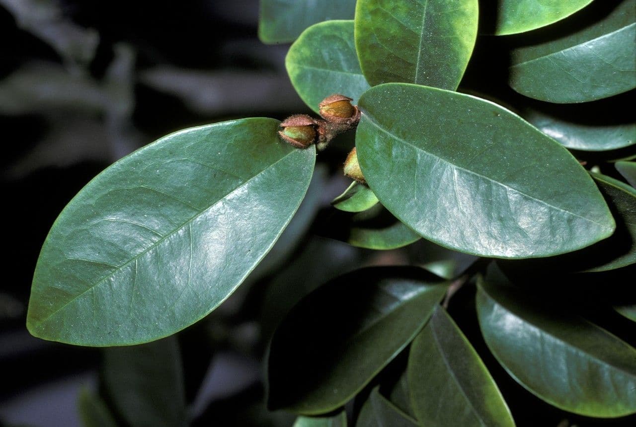 Chenille copperleaf 14