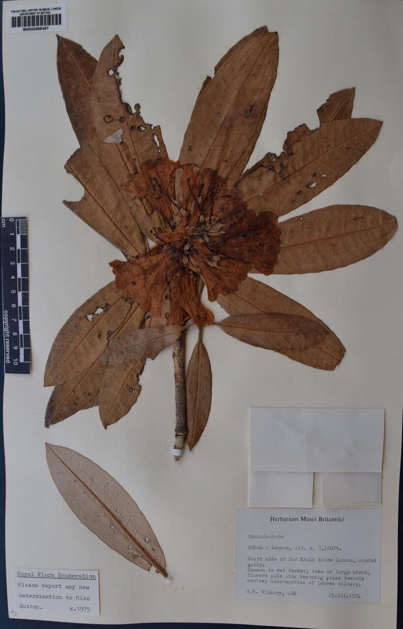 Rododendron stromovit
 30