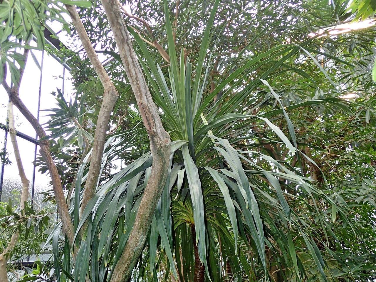 Drachenbaum