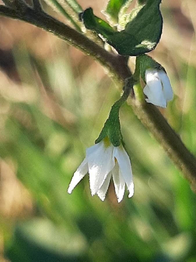 Solanum villosum 9