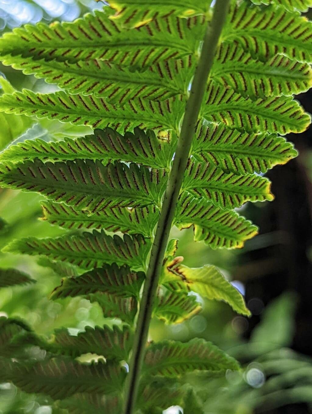 Asplenium 2
