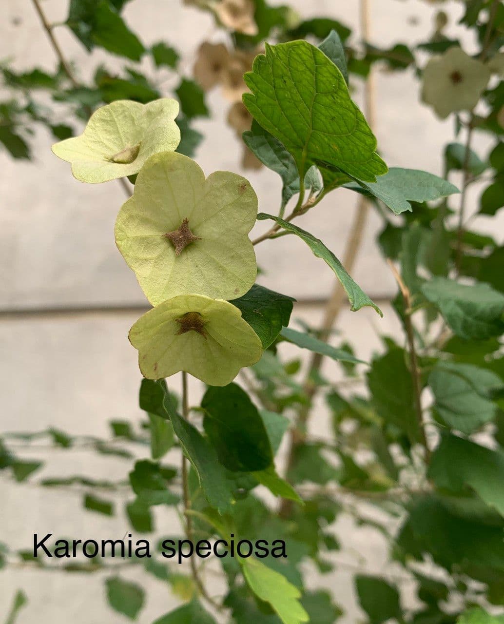 Karomia 2