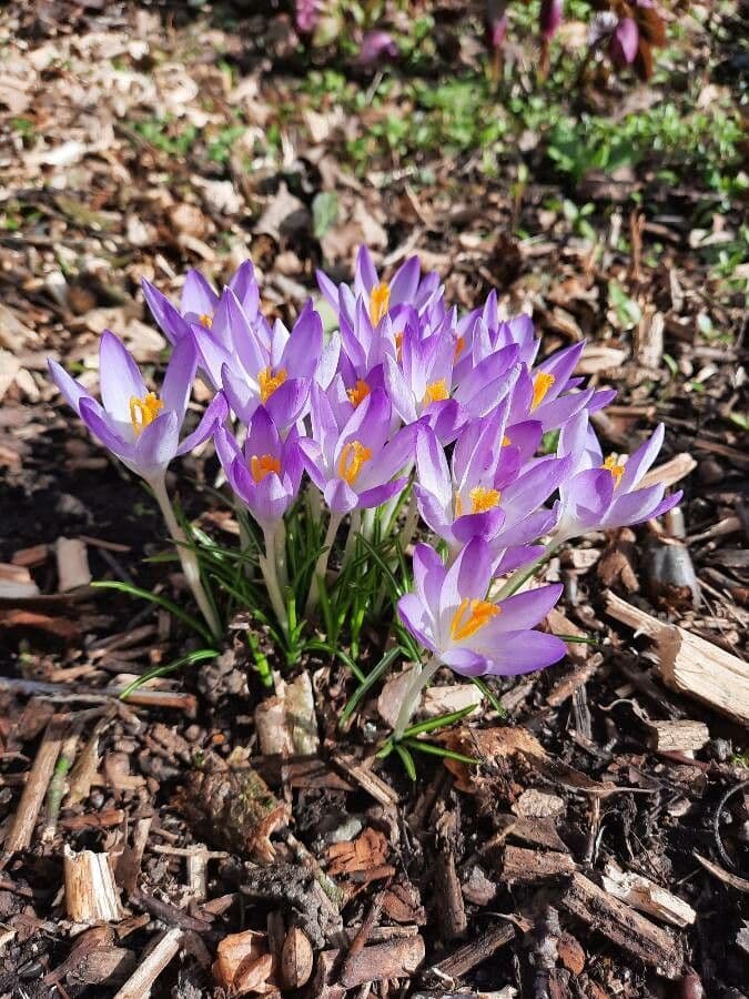 Frühlingskrokus 23