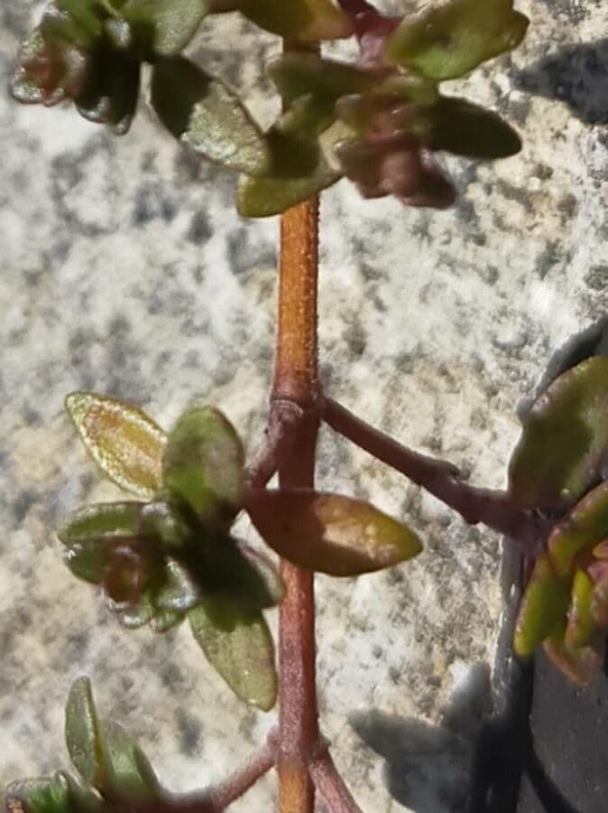 Frühblühender Thymian 22