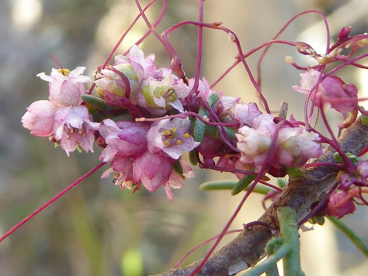 Cuscuta 6