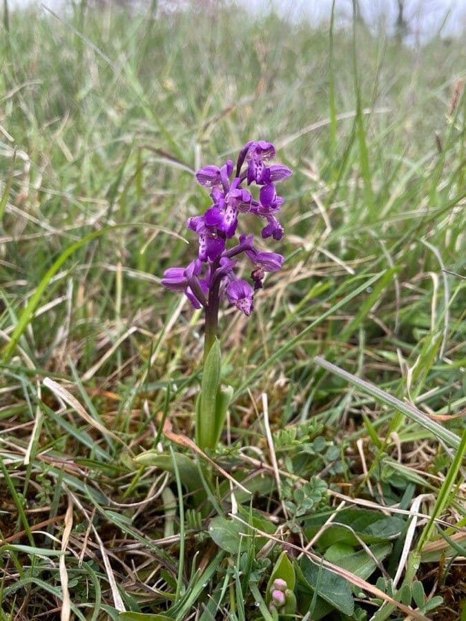 Orchide minore 17