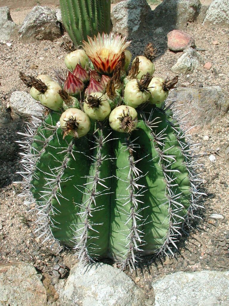 Cactus a botte uncino 4