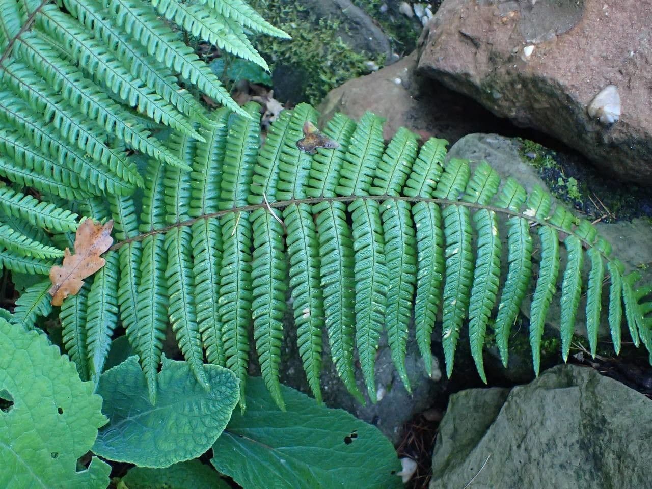 Wallichs Wurmfarn 4