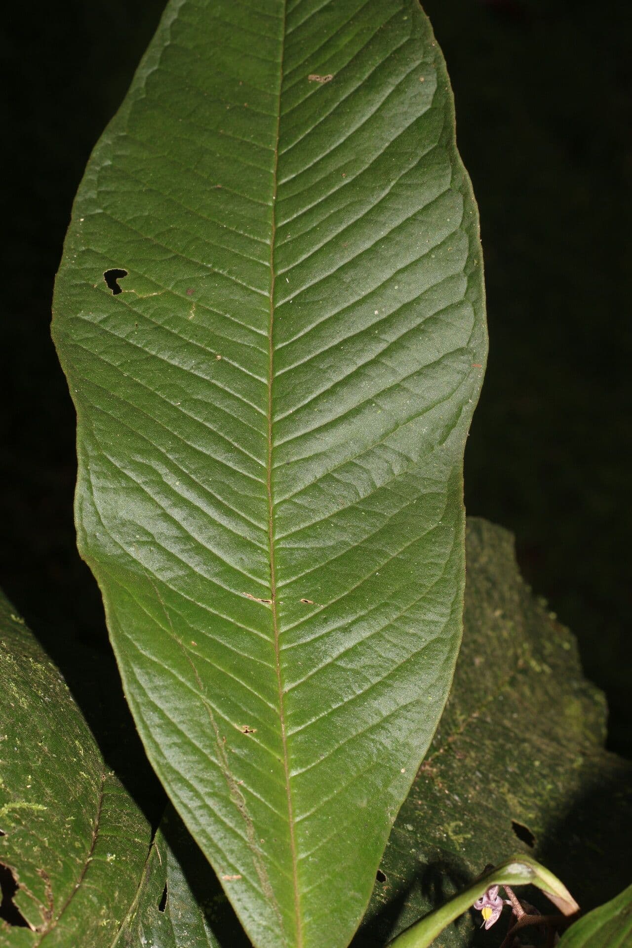 Ardisia 13