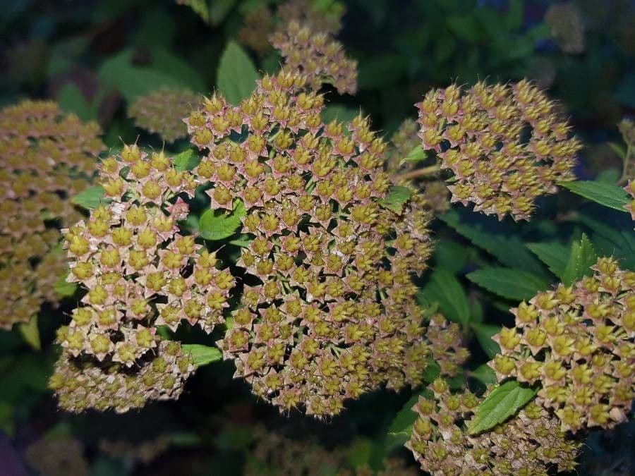 Reeve's spiraea 2