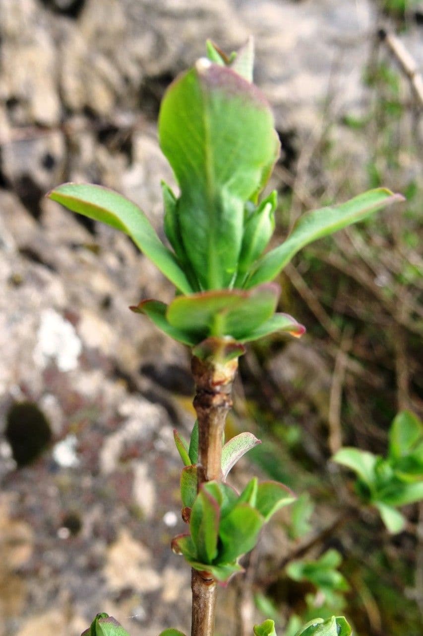 Caprifoglio pirenaico 24