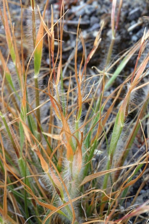 Danthonia a una spiga 13
