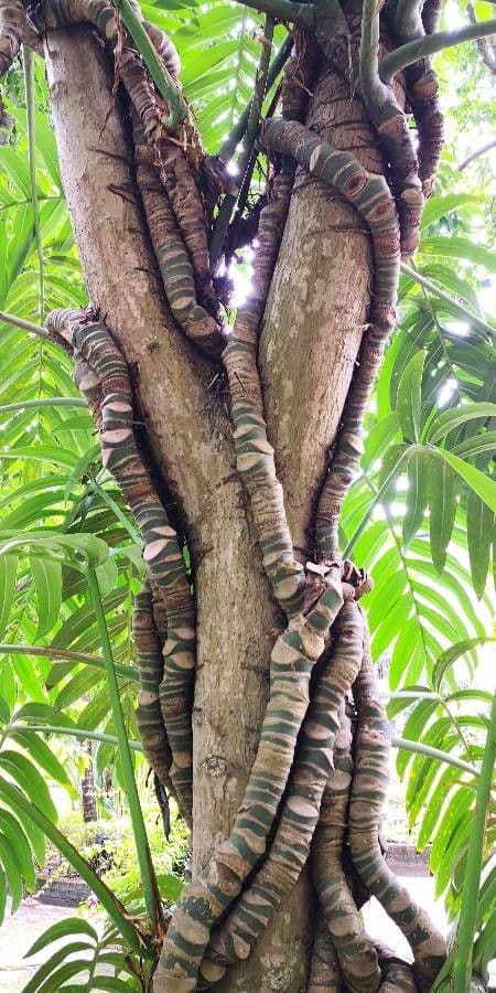 Rhaphidophora 14