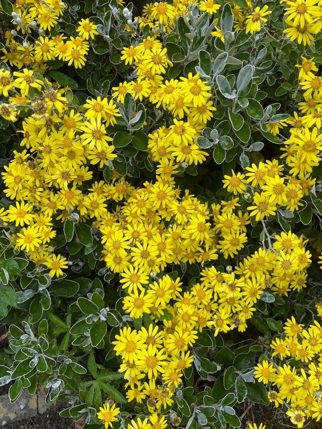 Brachyglottis 11