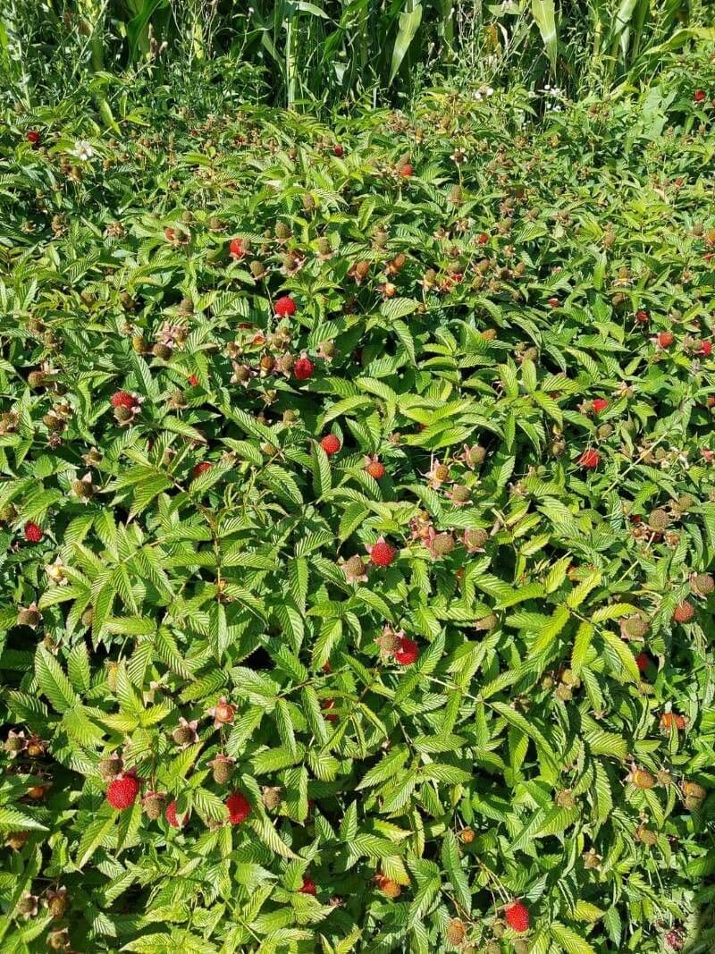 Rubus illecebrosus 11