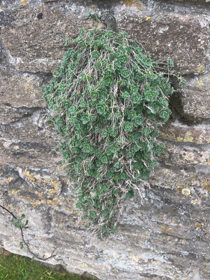Draba douteuse 19