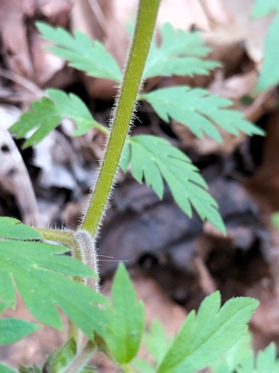 Phacelia bipinnatifida 17