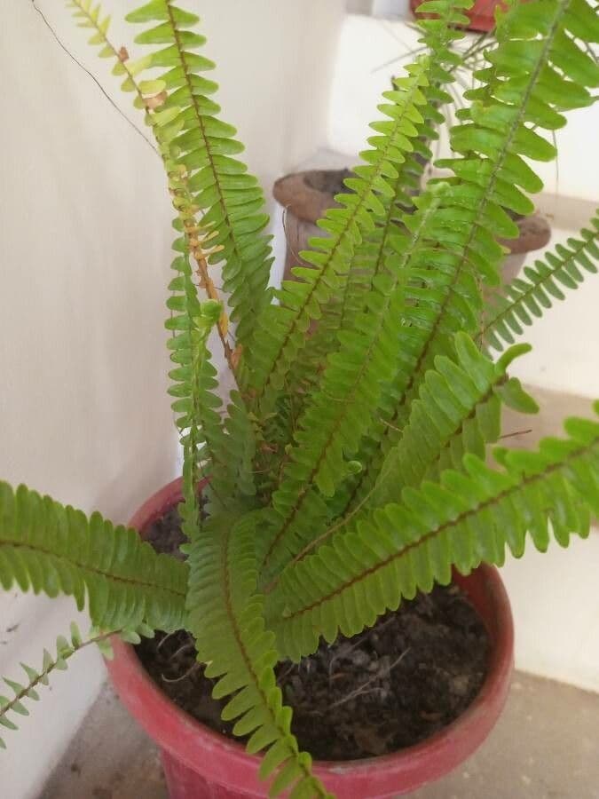 Nephrolepis cordifolia 11