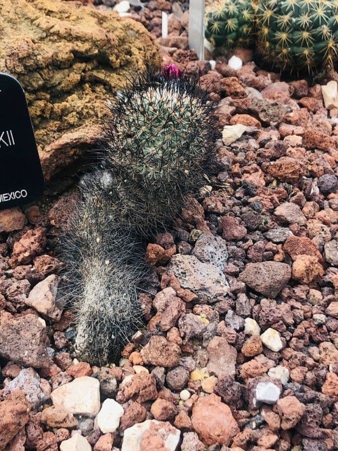 Turbinicarpus 6