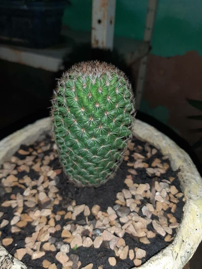 Mammillaria di Matuda 12