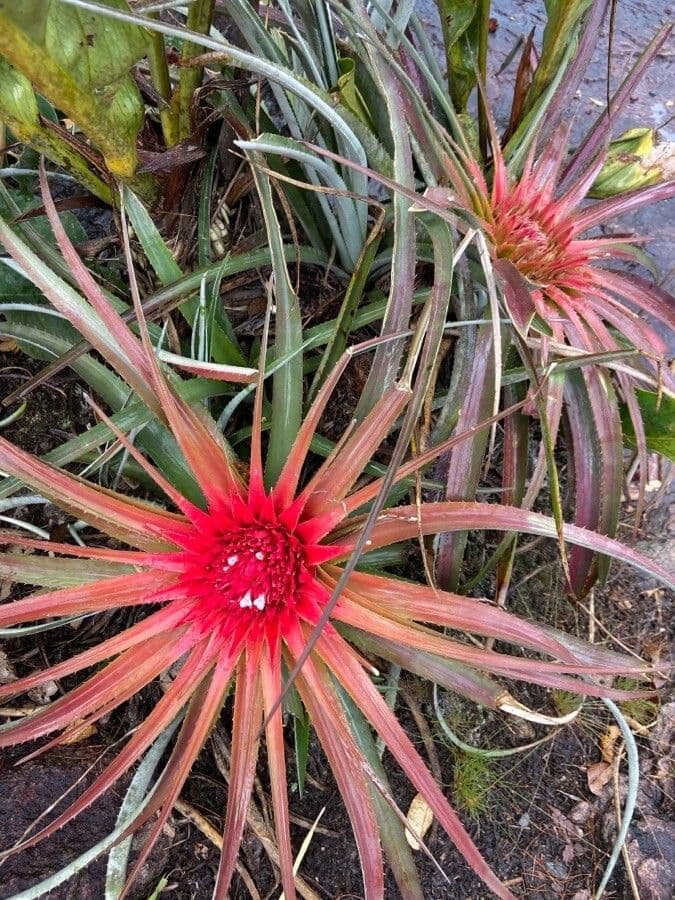 Bromelia 4